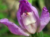 Céphalanthère rouge (Cephalanthera rubra)