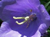 Campanule feuilles pêcher (Campanula persicifolia)