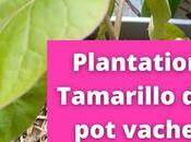 Plantation d'un Tamarillo dans vachement chouette (vidéo)