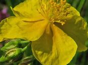 Hélianthème commune (Helianthemum nummularium)