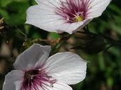 feuilles étroites (Linum tenuifolium)