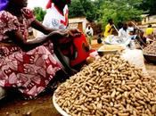 Cameroun 3000 fcfa pour seau litres d’arachides