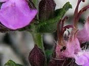 Germandrée petit-chêne (Teucrium chamaedrys)