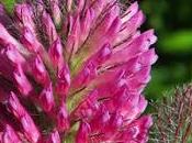 Trèfle rougeâtre (Trifolium rubens)