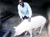 Cameroun Restriction transport, vente circulation porcs l’Ouest