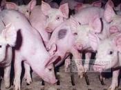 Cameroun éleveurs porcs pleurent l’Ouest