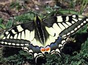 Machaon (Papilio machaon)