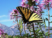 Connaissez-vous Rocky Mountain Beeplant