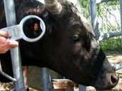 Analyse SWOT marché mondial gestion l’élevage bétail, indicateurs clés, prévisions 2027 Boehringer Ingelheim, Zoetis, Merck, Elanco, Bayer