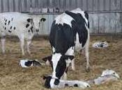 Analyse SWOT marché mondial gestion reproduction animale, indicateurs clés, prévisions 2027 Boehringer Ingelheim, Zoetis, Merck, Elanco, Bayer