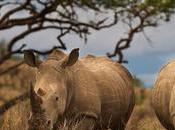 Afrique: rhinocéros tués Afrique