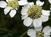 Achillée sternutatoire (Achillea ptarmica)