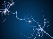CERVEAU bruit fond maintient jeunesse connexions