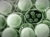 MÉLANOME antibiotiques l’assault mitochondries cellules cancéreuses