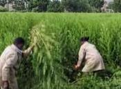 Malaria business laboratoires contre médecine naturelle