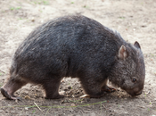 premier tour monde, partie