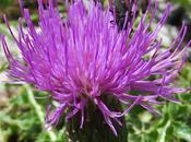 Cirse acaule (Cirsium acaulon)