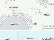 #trendsinendocrinologyandmetabolism #microtubules #insuline Microtubules action l’insuline mais qu’y-a-t-il donc dans tube