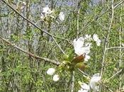 Fleurs Bach Cherry Plum prunus