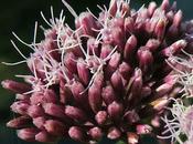 Eupatoire chanvrine (Eupatorium cannabinum)