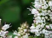 Menthe feuilles rondes (Mentha suaveolens)