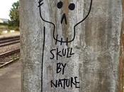 Skull Nature