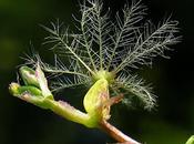 Valériane officinale (Valeriana officinalis)