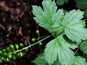 Actée épis (Actaea spicata)