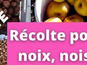 Récolte pommes, noix noisettes secret pour ramasser sans avoir (vidéo)