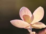 Petites fleurs octobre…