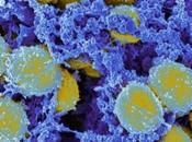 SARM Comment neutrophiles macrophages coopèrent pour piéger bactéries