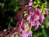 Bruyère carnée (Erica carnea)