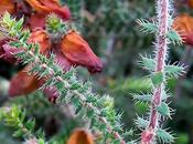 Bruyère ciliée (Erica ciliaris)