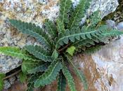 Asplénie cétérac (Asplenium ceterach)