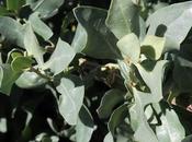 Arroche marine (Atriplex halimus)