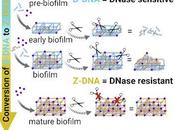 #Cell #bactérie #biofilm #ADN-Z forme l’ADN extracellulaire composant structurel matrice biofilm bactérien