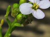 Cakilier maritime (Cakile maritima)