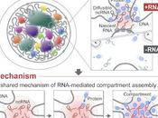 #Cell #ARN #noyau #organisationspatiale L'ARN favorise formation compartiments spatiaux dans noyau