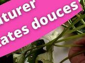 Comment bouturer patates douces (vidéo)