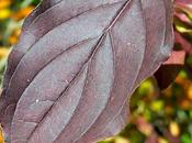 Cornouiller sanguin (Cornus sanguinea)