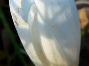 Colchique d'automne albiflore (Colchicum autumnale)