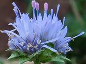 Jasione maritime (Jasione maritima)