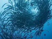 étonnantes tactiques Covid