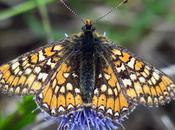 Damier succise (Euphydryas aurinia)