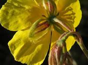 Hélianthème sombre (Helianthemum nummularium subsp. obscurum)