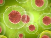 VARIANTS COVID-19 lymphocytes pourraient nous sauver
