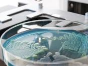 ANTIBIORÉSISTANCE décryptent mécanismes survie bactéries
