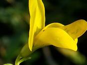 Genêt teinturiers (Genista tinctoria)