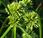 Souchet vigoureux (Cyperus eragrostis)