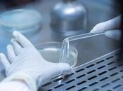 DIABÈTE TYPE implants base cellules souches sécrètent l'insuline